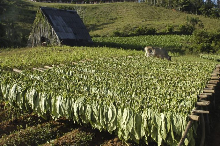 Nicaraguan Tobacco Field