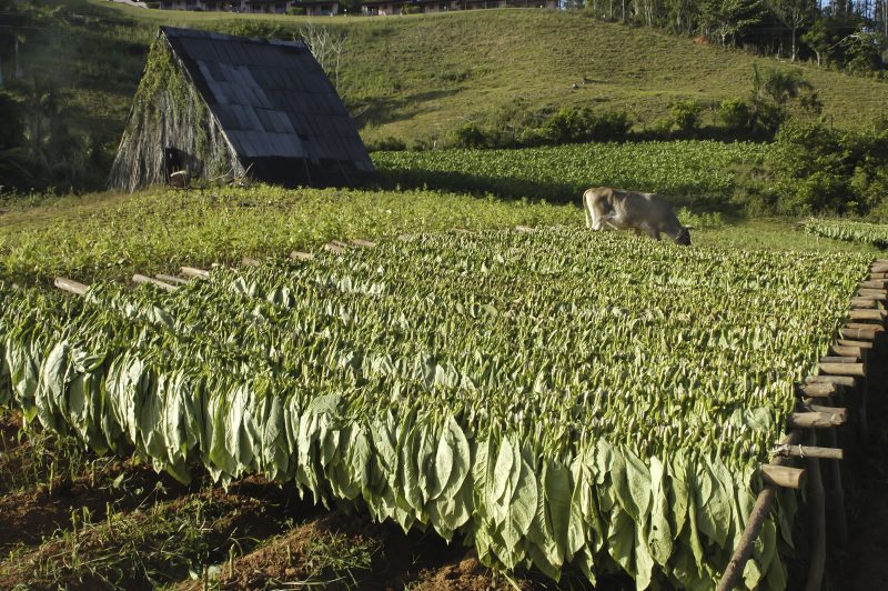 Nicaraguan Tobacco Field Nicaraguan Tobacco Field