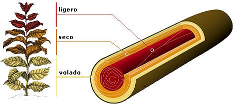 anatomy of a cigar