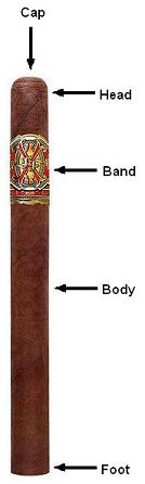cigar anatomy1