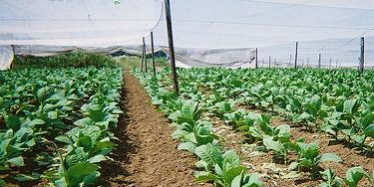 cigar-tobacco-leaves